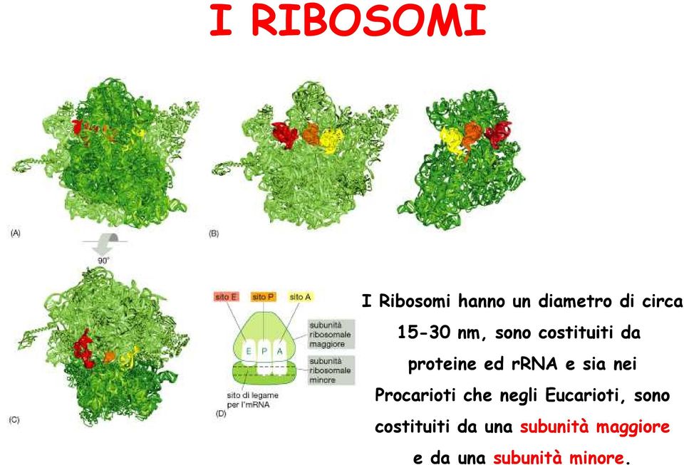 sia nei Procarioti che negli Eucarioti, sono