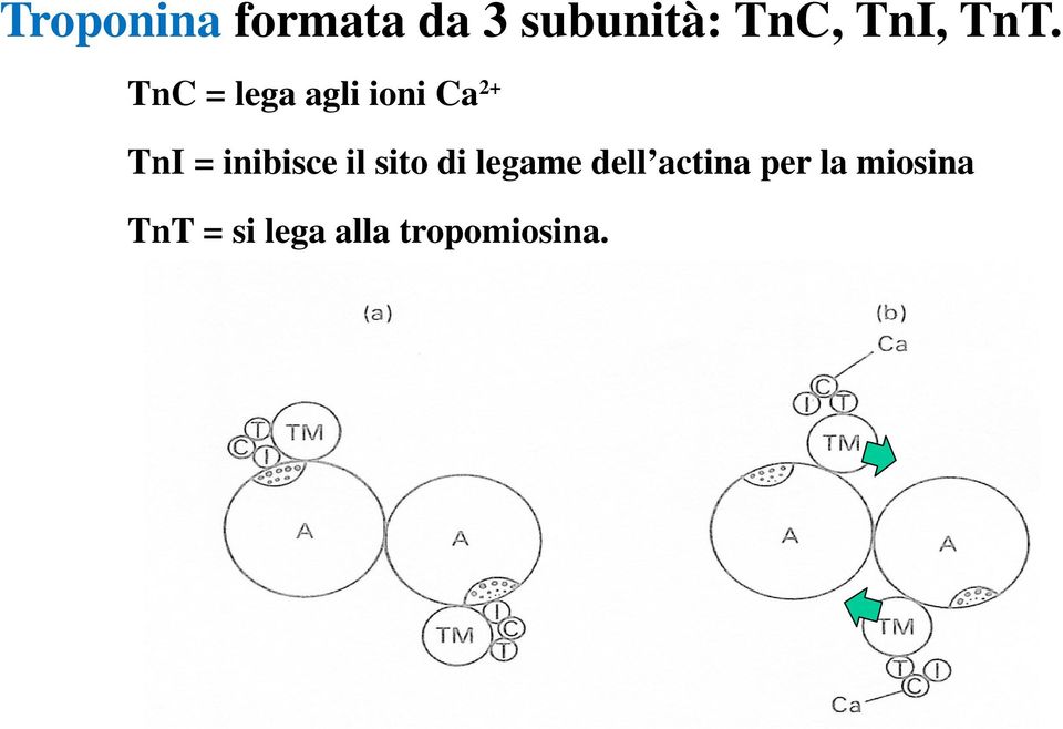 TnC = lega agli ioni Ca2+ TnI = inibisce