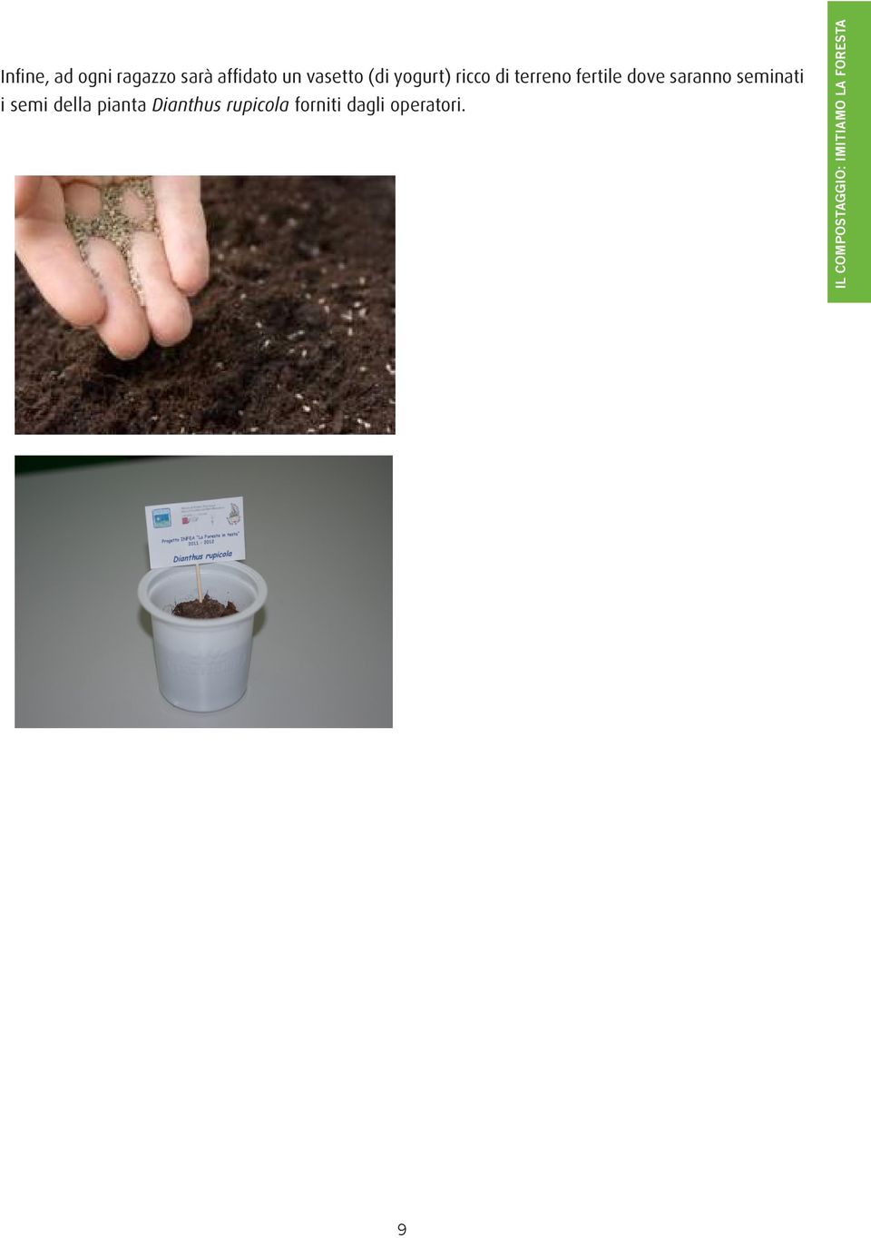 seminati i semi della pianta Dianthus rupicola