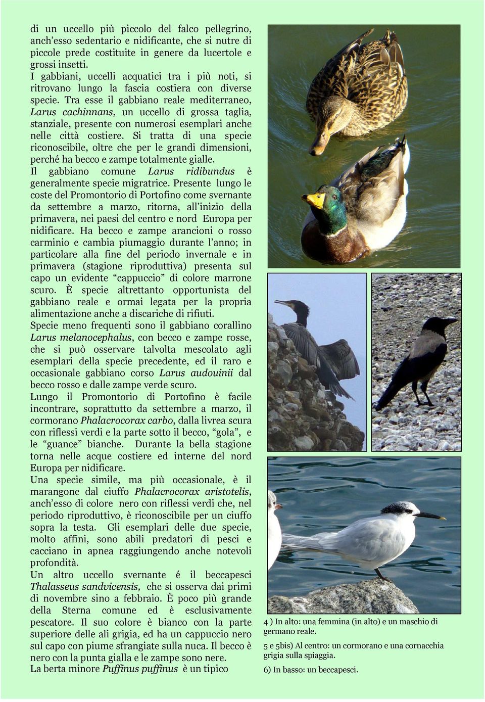 Tra esse il gabbiano reale mediterraneo, Larus cachinnans, un uccello di grossa taglia, stanziale, presente con numerosi esemplari anche nelle città costiere.