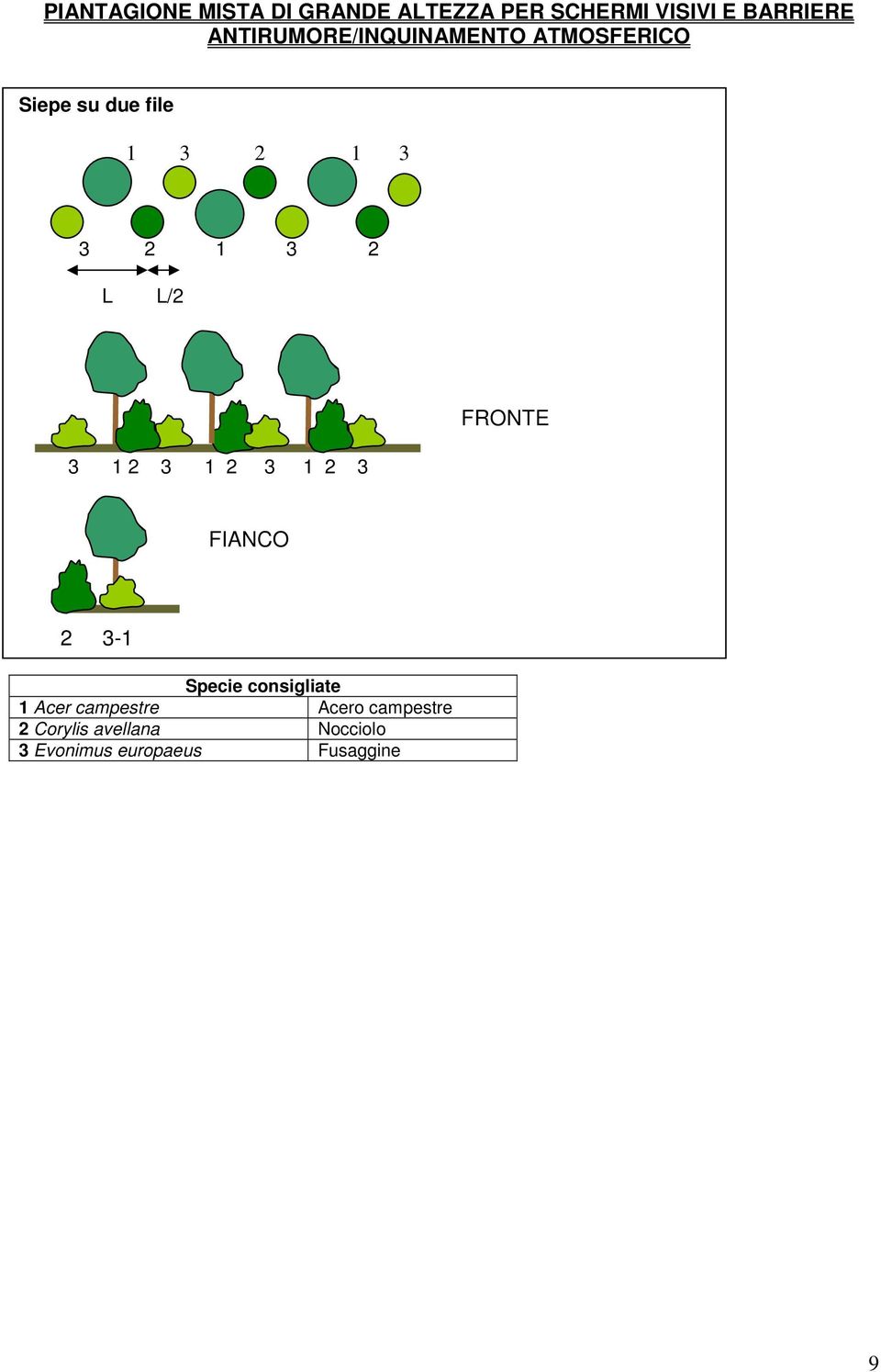 3 2 L L/2 3 1 2 3 1 2 3 1 2 3 FRONTE FIANCO 2 3-1 1 Acer campestre