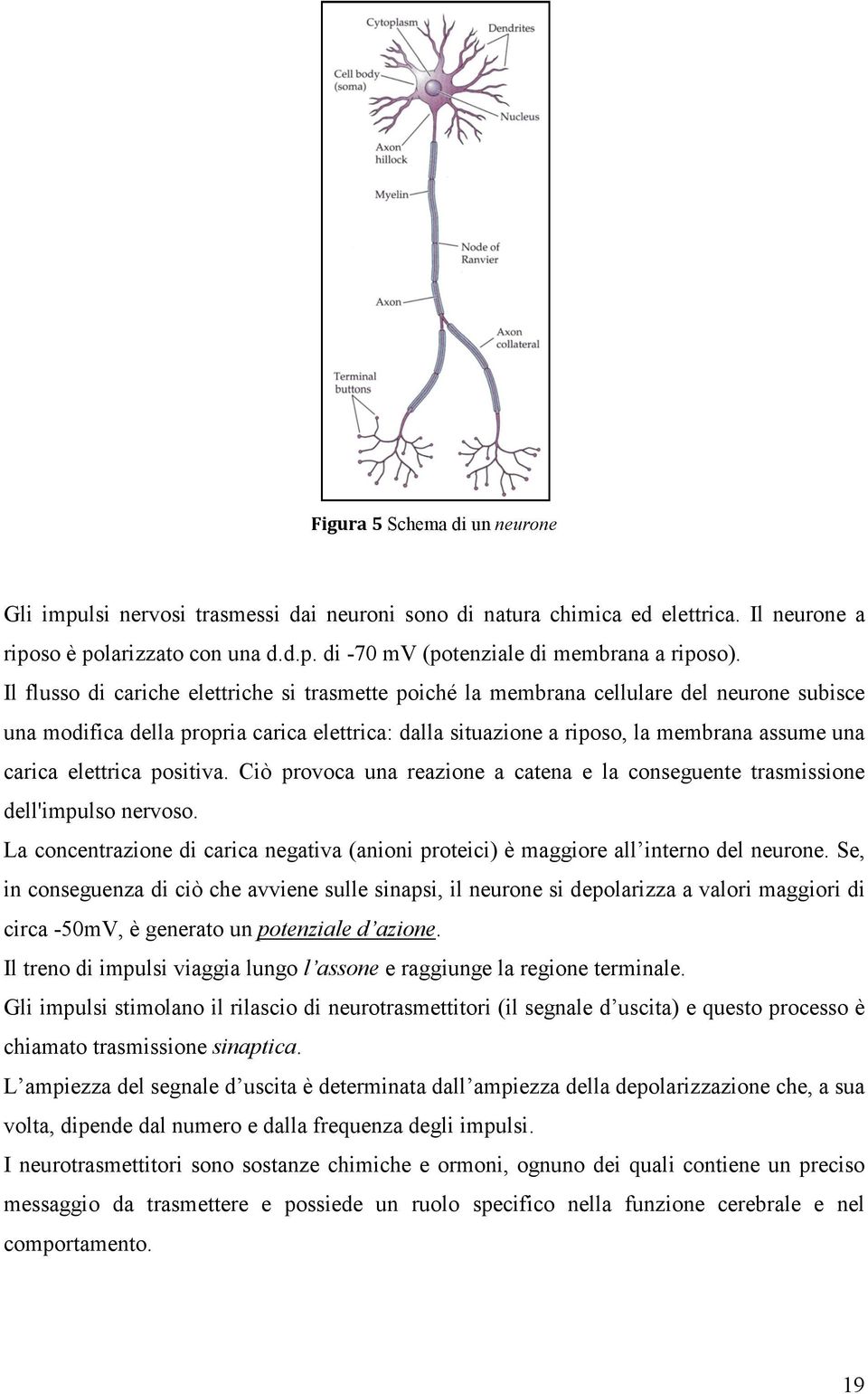 elettrica positiva. Ciò provoca una reazione a catena e la conseguente trasmissione dell'impulso nervoso. La concentrazione di carica negativa (anioni proteici) è maggiore all interno del neurone.