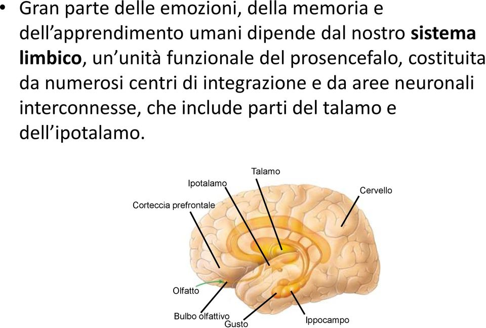 integrazione e da aree neuronali interconnesse, che include parti del talamo e dell