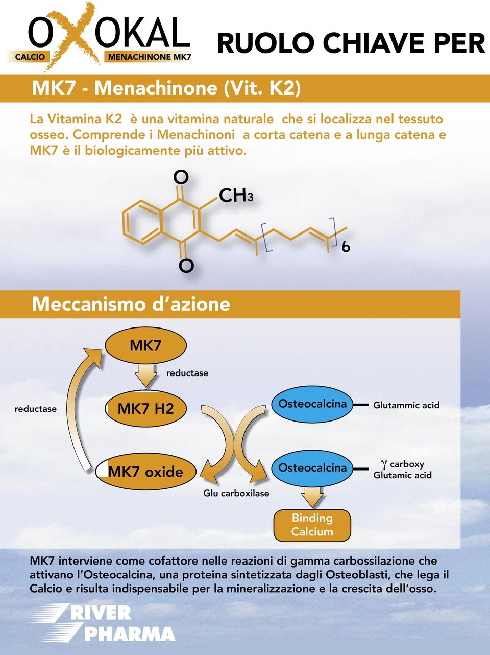 Meccanismo d azione MK7 reductase reductase MK7 H2 Osteocalcina Glutammic acid MK7 oxide Osteocalcina γ carboxy Glutamic acid Glu carboxilase Binding