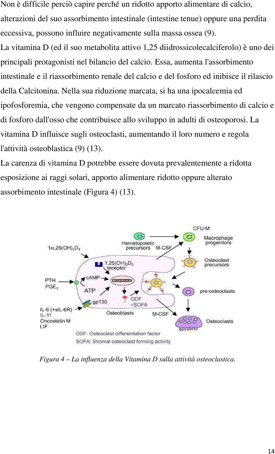 Essa, aumenta l'assorbimento intestinale e il riassorbimento renale del calcio e del fosforo ed inibisce il rilascio della Calcitonina.