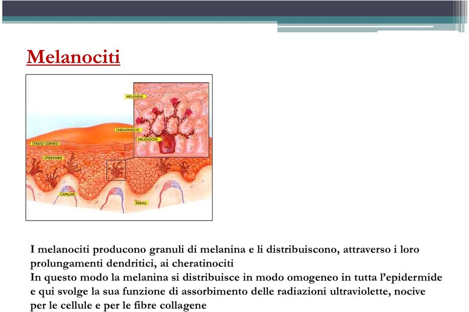 distribuisce in modo omogeneo in tutta l epidermide e qui svolge la sua funzione di