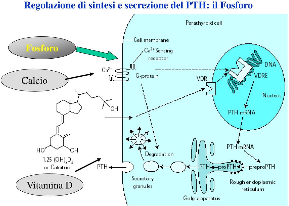 del PTH: il Fosforo