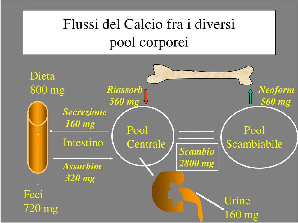 Intestino Assorbim 320 mg 560 mg Pool Centrale