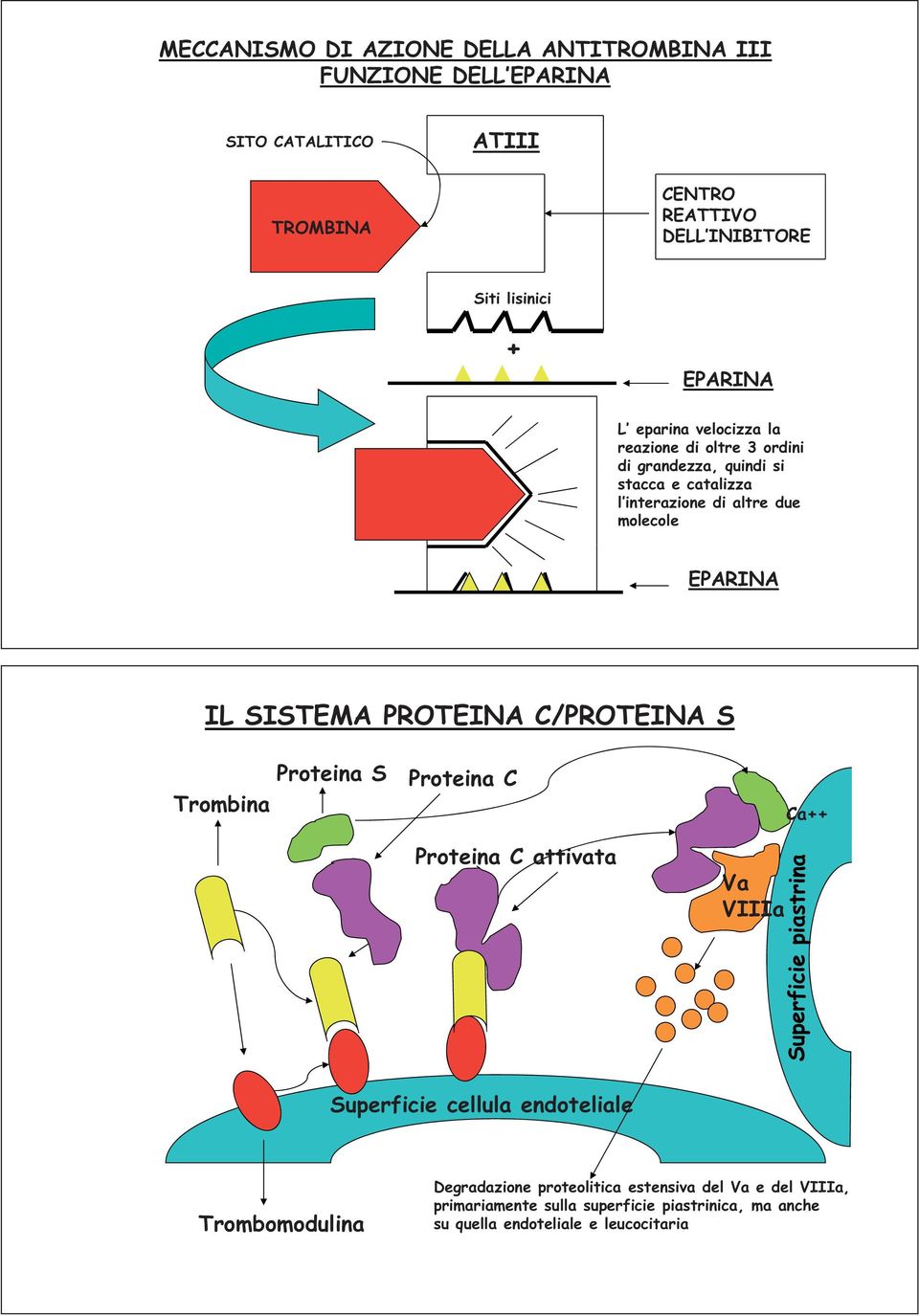 IL SISTEMA PROTEINA C/PROTEINA S Trombina Proteina S Proteina C Ca++ Proteina C attivata Va VIIIa Superficie cellula endoteliale Trombomodulina