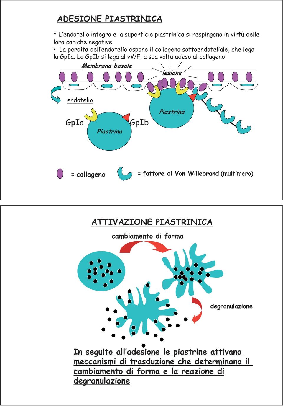 La GpIb si lega al vwf, a sua volta adeso al collageno Membrana basale lesione endotelio GpIa Piastrina GpIb Piastrina = collageno = fattore di Von