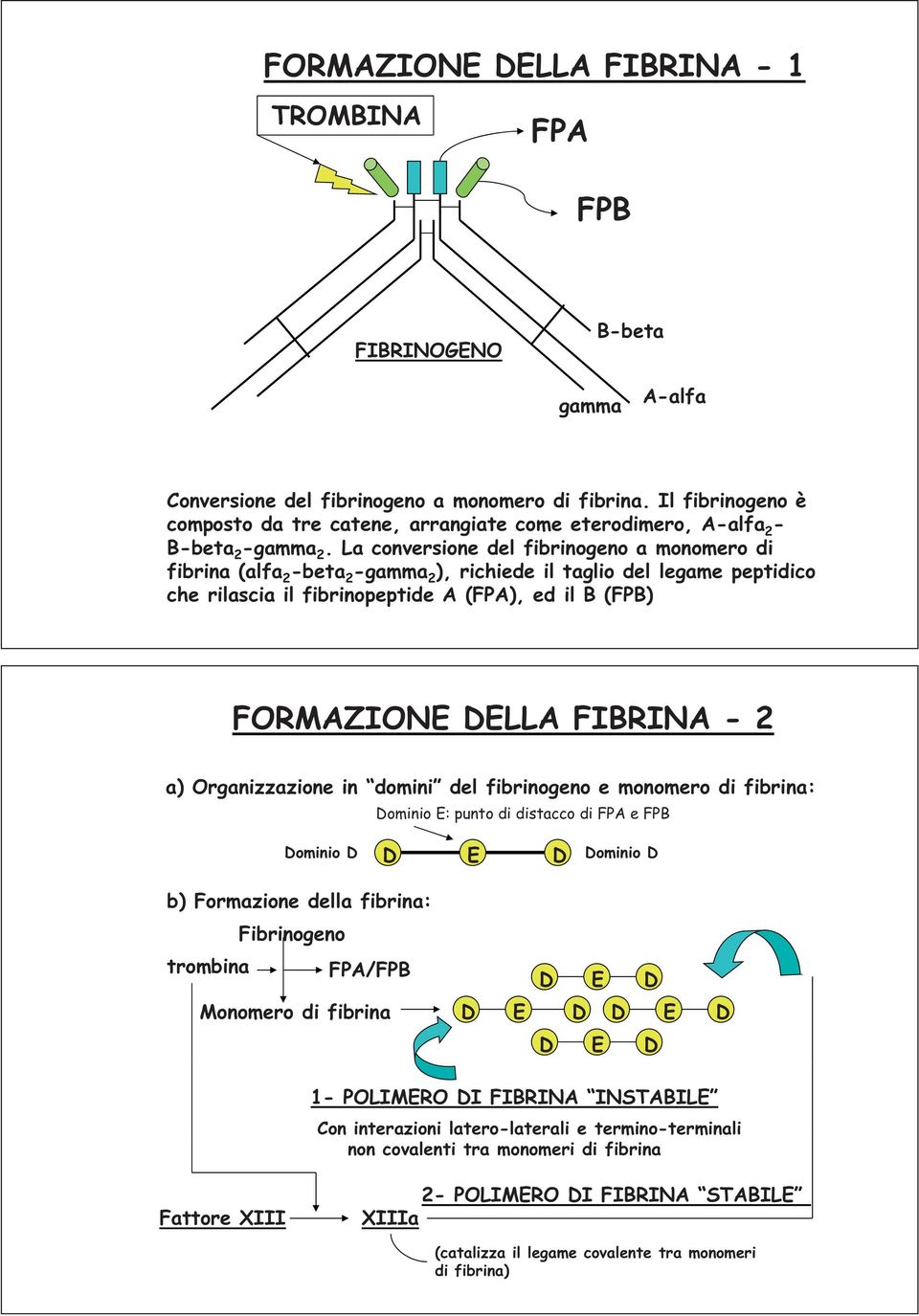 La conversione del fibrinogeno a monomero di fibrina (alfa 2 -beta 2 -gamma 2 ), richiede il taglio del legame peptidico che rilascia il fibrinopeptide A (FPA), ed il B (FPB) FORMAZIONE DELLA FIBRINA