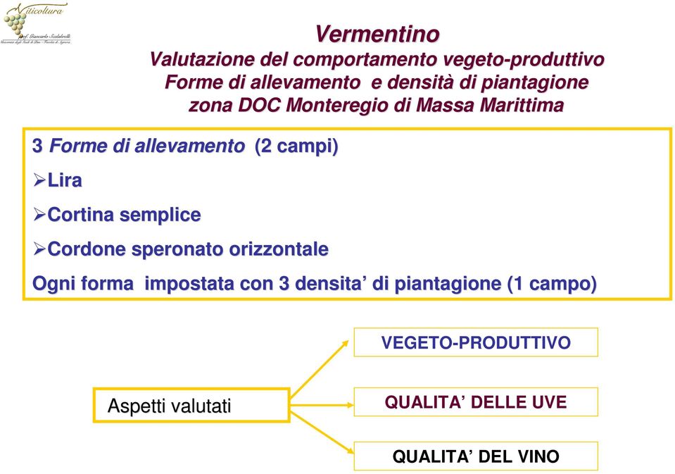 di piantagione zona DOC Monteregio di Massa Marittima Ogni forma impostata con 3 densita