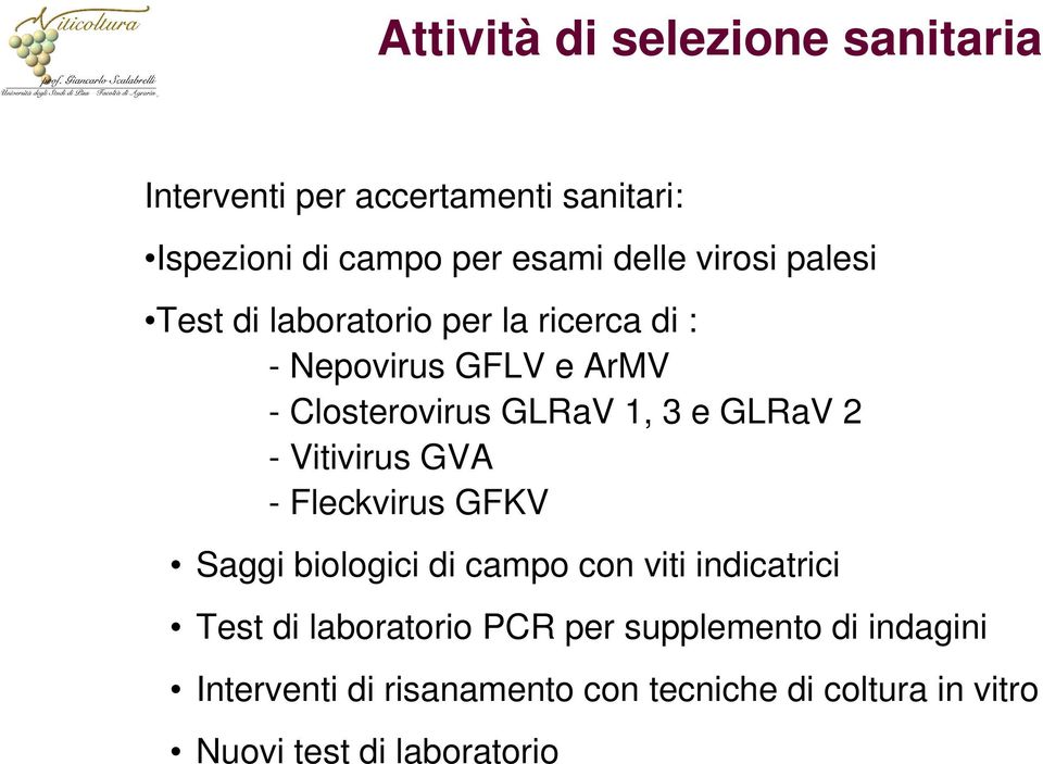 GLRaV 2 - Vitivirus GVA - Fleckvirus GFKV Saggi biologici di campo con viti indicatrici Test di laboratorio
