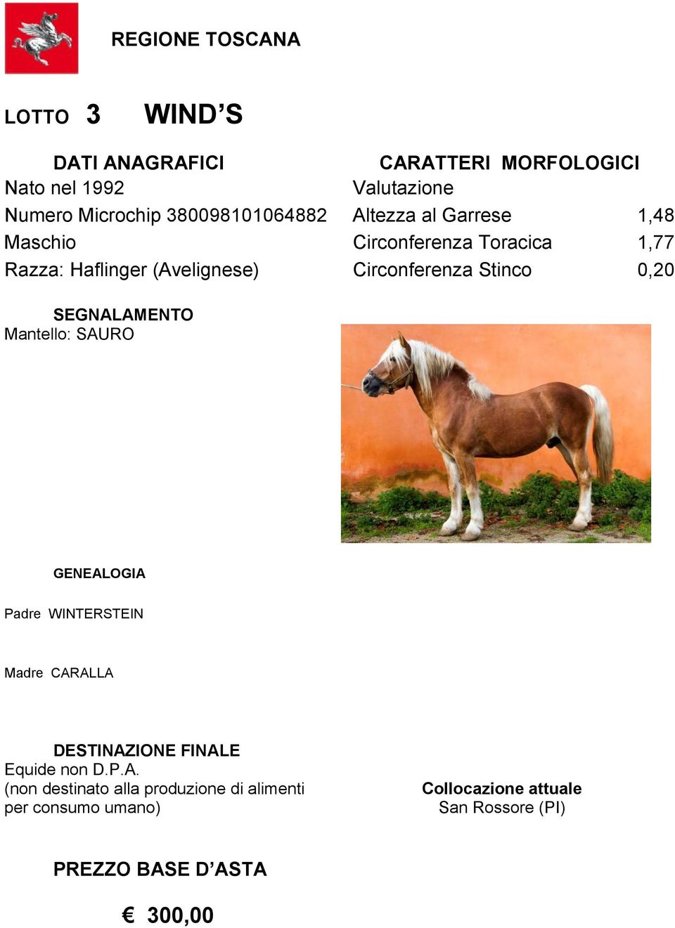 Circonferenza Toracica 1,77 Razza: Haflinger (Avelignese)