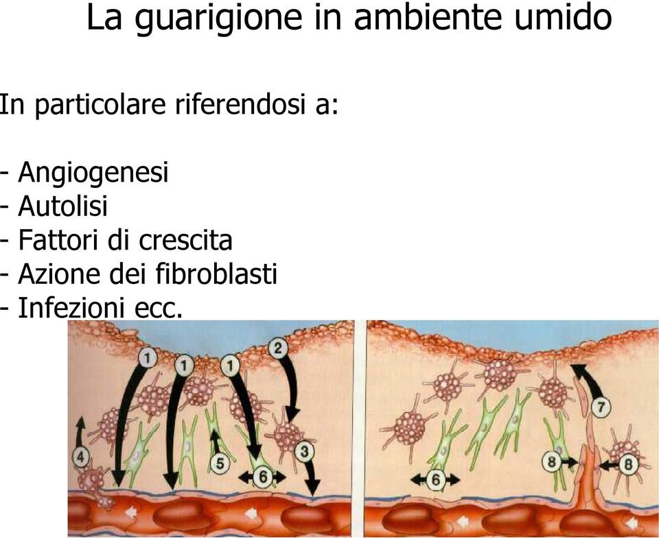 Angiogenesi - Autolisi - Fattori di