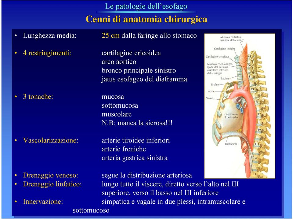 !! Vascolarizzazione: arterie arterie tiroidee tiroidee inferiori inferiori arterie arterie freniche freniche arteria arteria gastrica gastrica sinistra sinistra Drenaggio venoso: venoso: segue segue