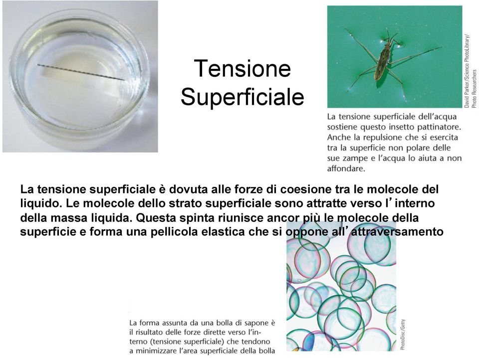 Le molecole dello strato superficiale sono attratte verso l interno della massa