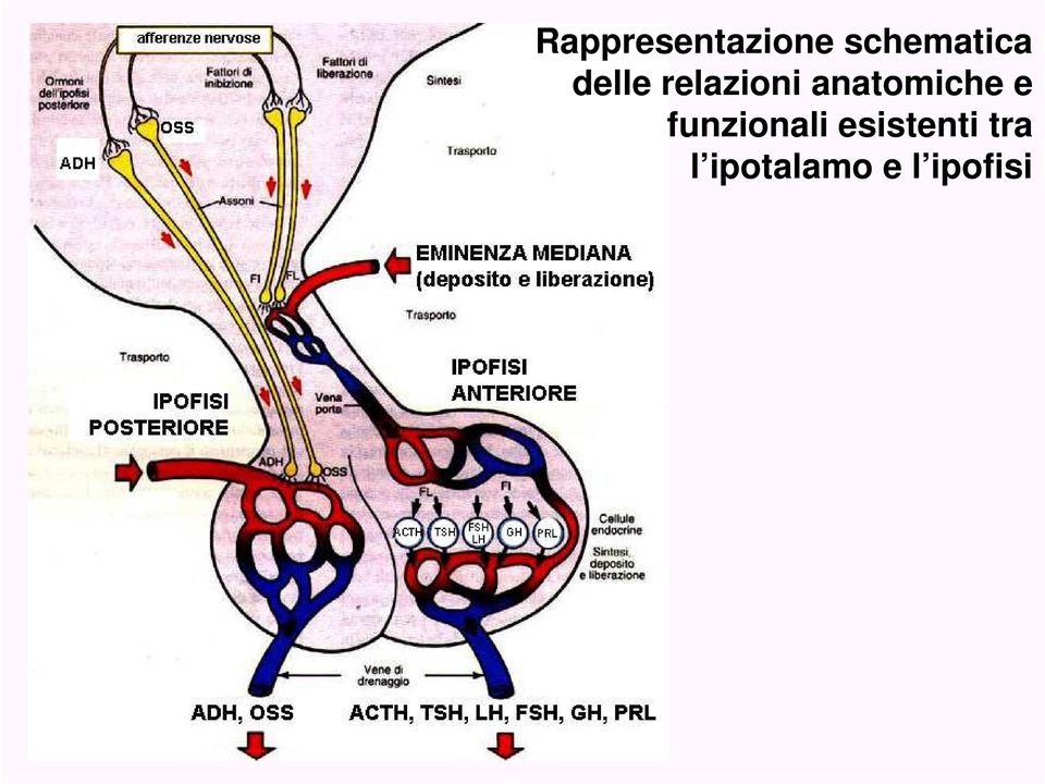 anatomiche e funzionali