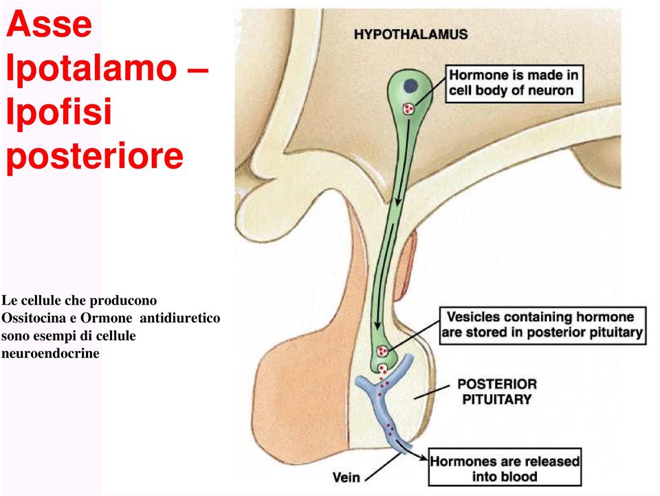 producono Ossitocina e Ormone