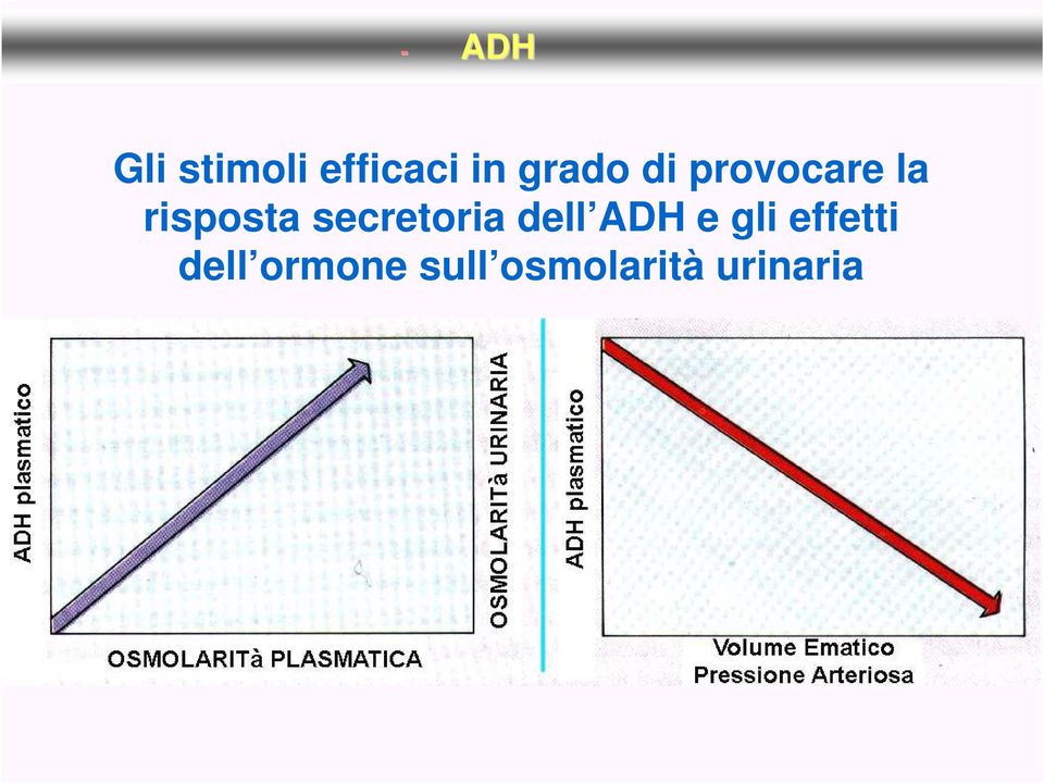 secretoria dell ADH e gli