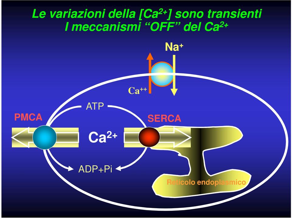 del Ca 2+ Na + PMCA ATP Ca 2+ Ca