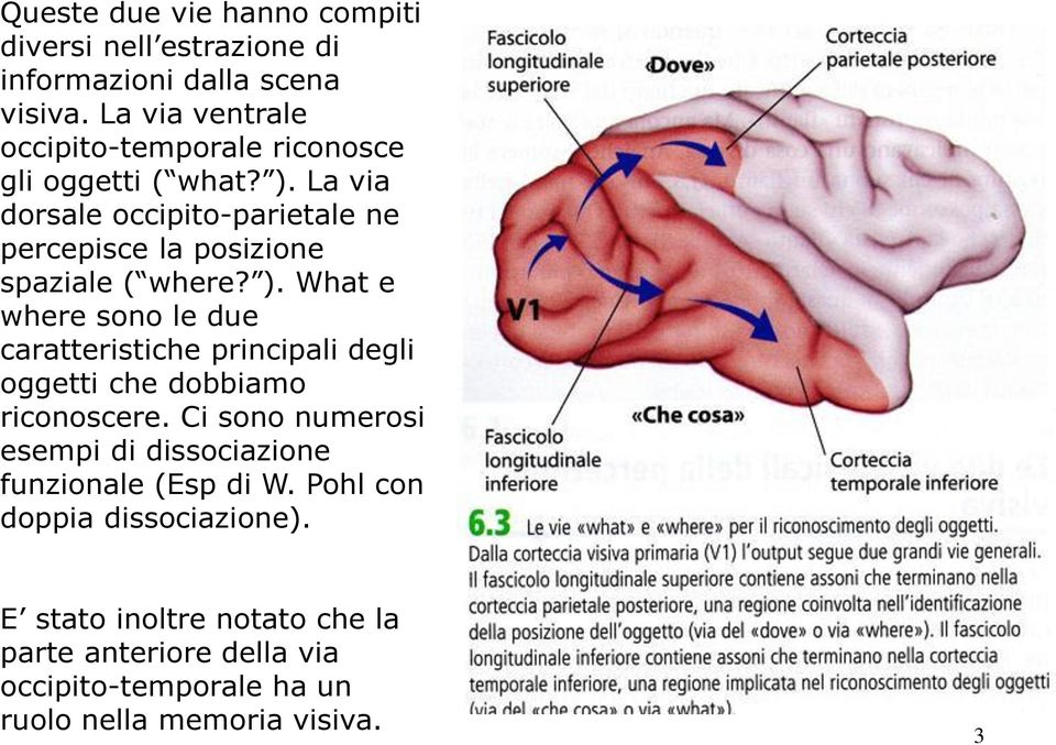 La via dorsale occipito-parietale ne percepisce la posizione spaziale ( where? ).