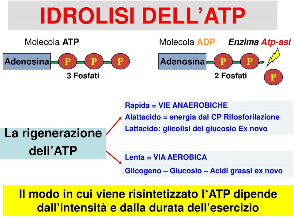 Rifosforilazione Lattacido: glicolisi del glucosio Ex novo Lenta = VIA AEROBICA Glicogeno Glucosio