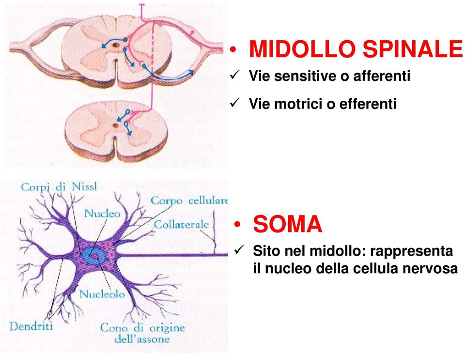 efferenti SOMA Sito nel midollo: