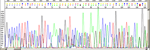 Risultati - Microbiota intestinale DNA batterico estratto e amplificazione metabarcode (regione V3-V4 del gene 16S rrna) Elettroforesi su QIAxcel