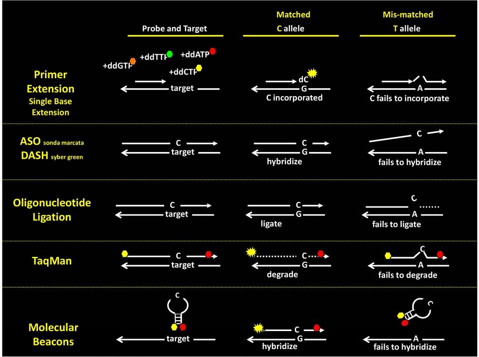 green C target C G hybridize A fails to hybridize Oligonucleotide Ligation C target ligate C G A fails to