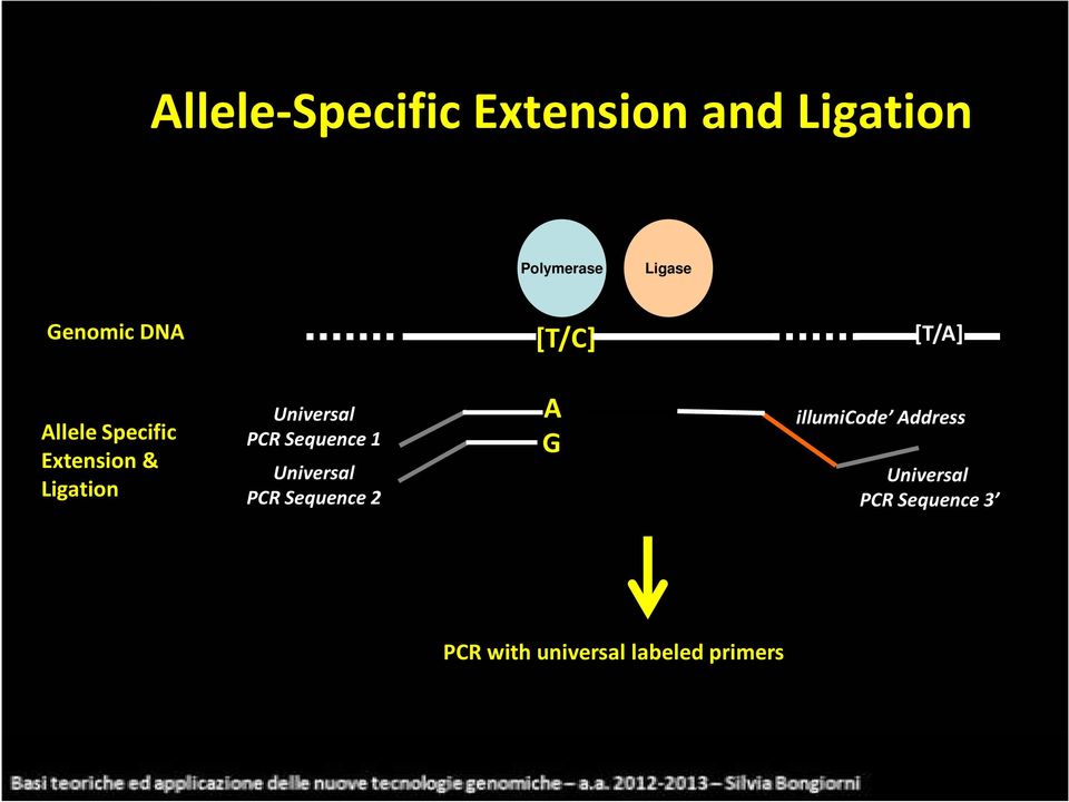 Universal PCR Sequence 1 Universal PCR Sequence 2 A G