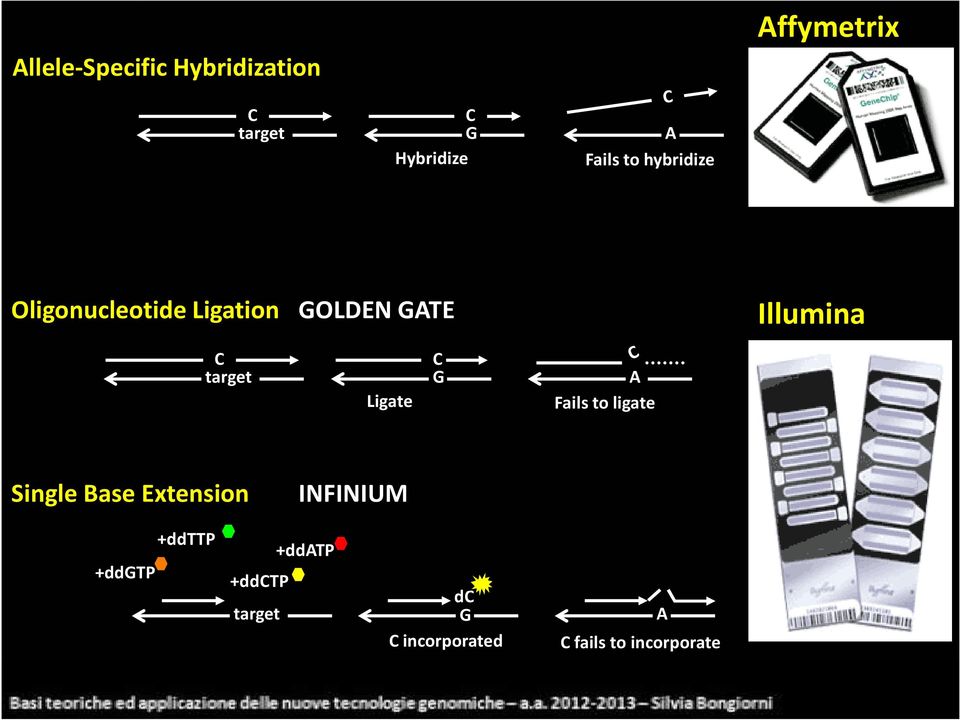 target Ligate C G A Fails to ligate Single Base Extension INFINIUM