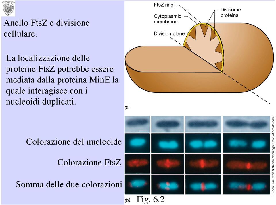 mediata dalla proteina MinE la quale interagisce con i