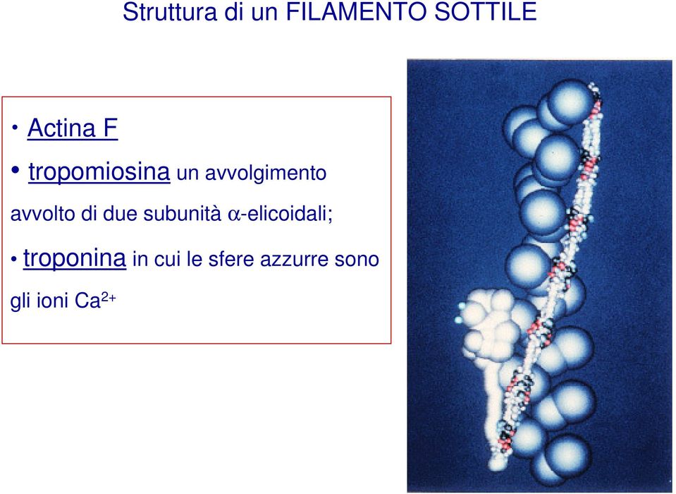 di due subunità α-elicoidali; troponina