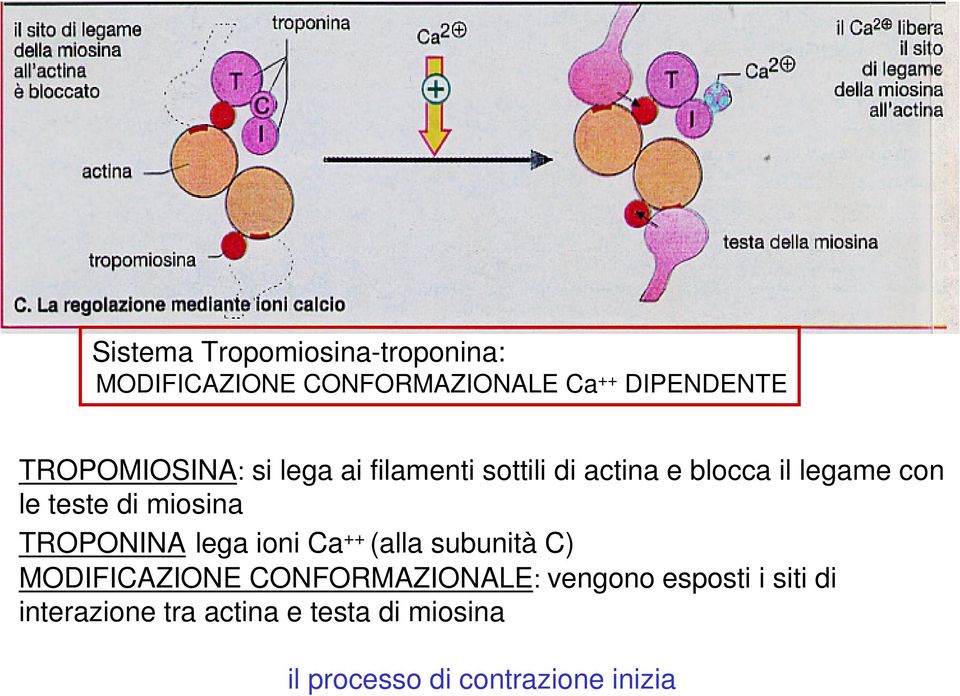 miosina TROPONINA lega ioni Ca ++ (alla subunità C) MODIFICAZIONE CONFORMAZIONALE: