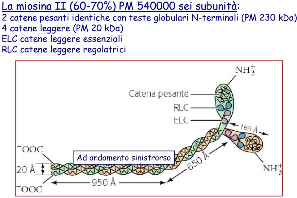 kda) 4 catene leggere (PM 20 kda) ELC catene leggere