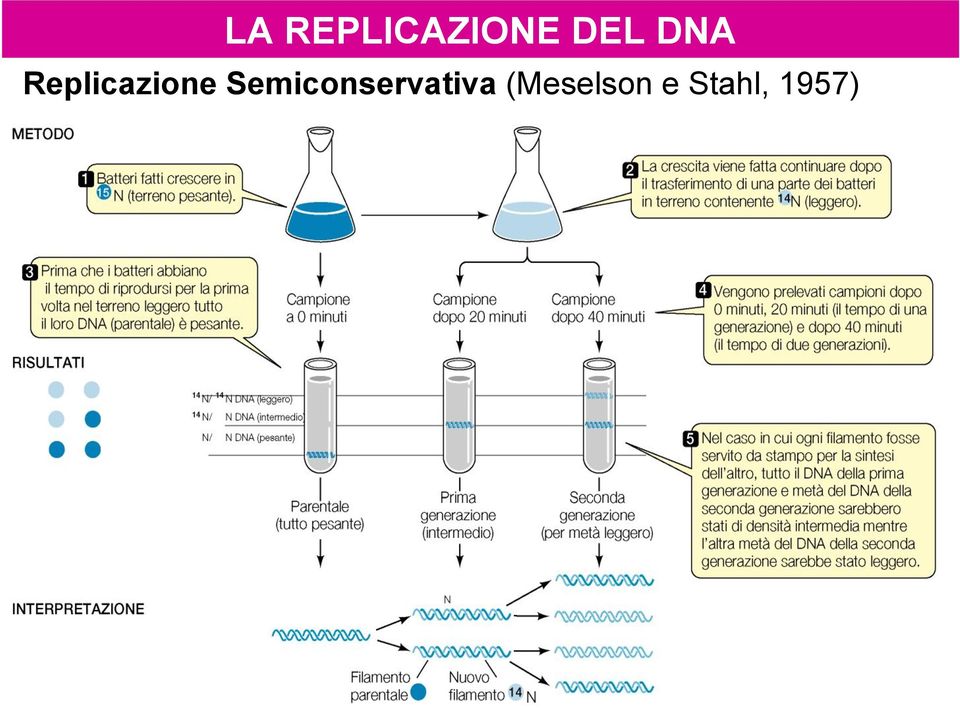 Semiconservativa