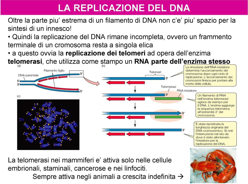la replicazione dei telomeri ad opera dell enzima telomerasi, che utilizza come stampo un RNA parte dell enzima stesso La telomerasi