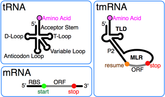 Una ulteriore classe di RNA (tmrnas) interviene nella traduzione in caso di