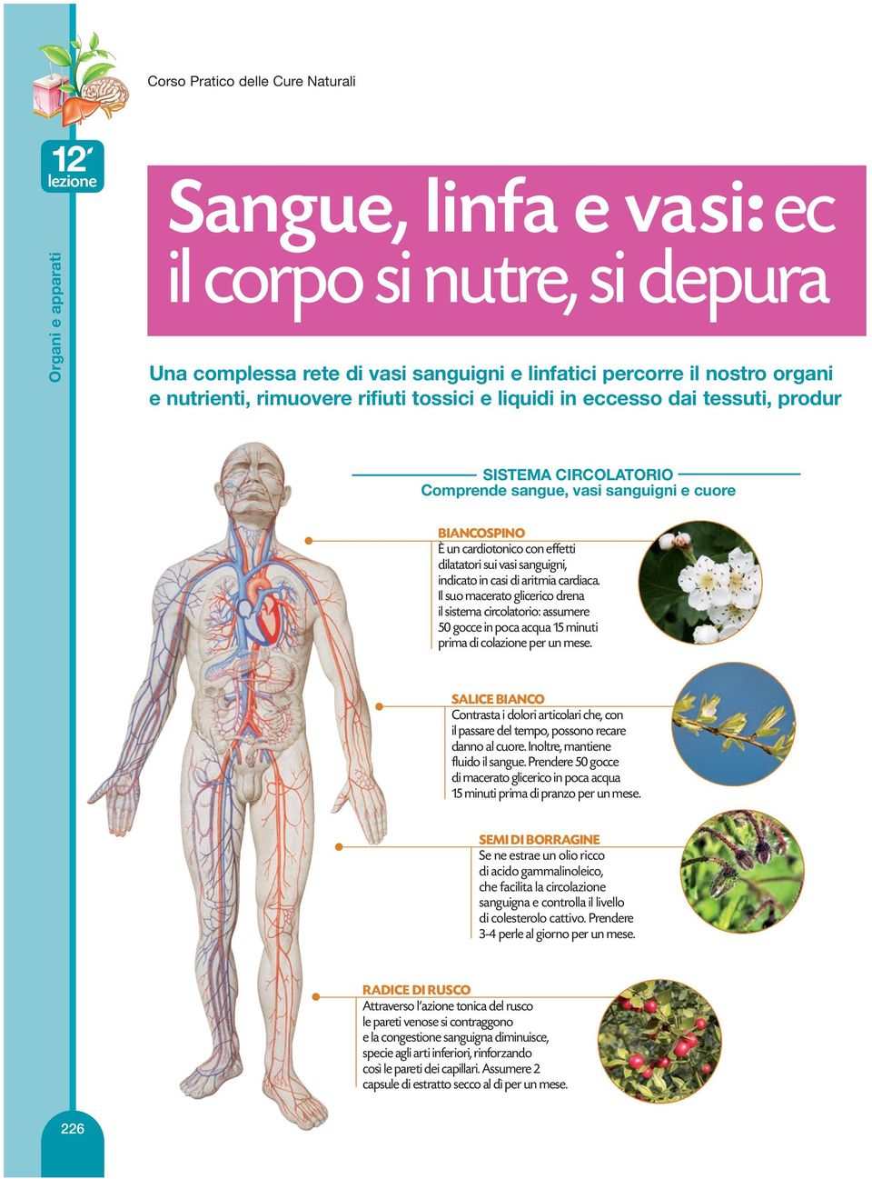 sanguigni, indicato in casi di aritmia cardiaca. Il suo macerato glicerico drena il sistema circolatorio: assumere 50 gocce in poca acqua 15 minuti prima di colazione per un mese.