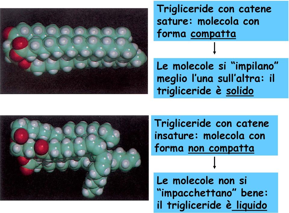 solido Trigliceride con catene insature: molecola con forma non
