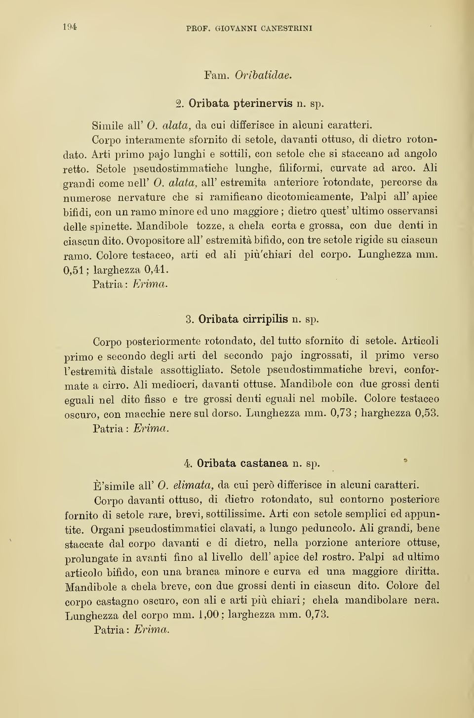 Setole pseudostimmatiche lunghe, filiformi, curvate ad arco. Ali grandi come nell' 0.