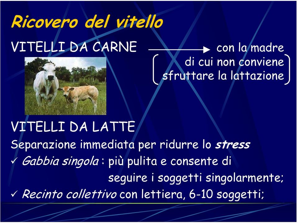 immediata per ridurre lo stress Gabbia singola : più pulita e