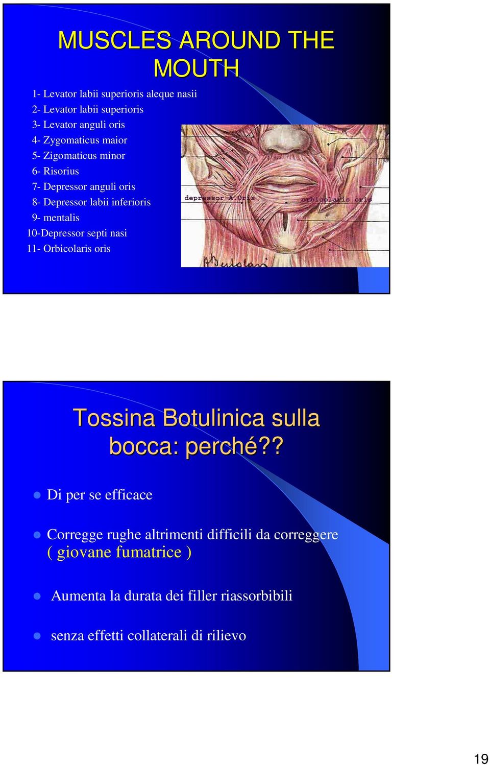 10-Depressor septi nasi 11- Orbicolaris oris Tossina Botulinica sulla bocca: perché?