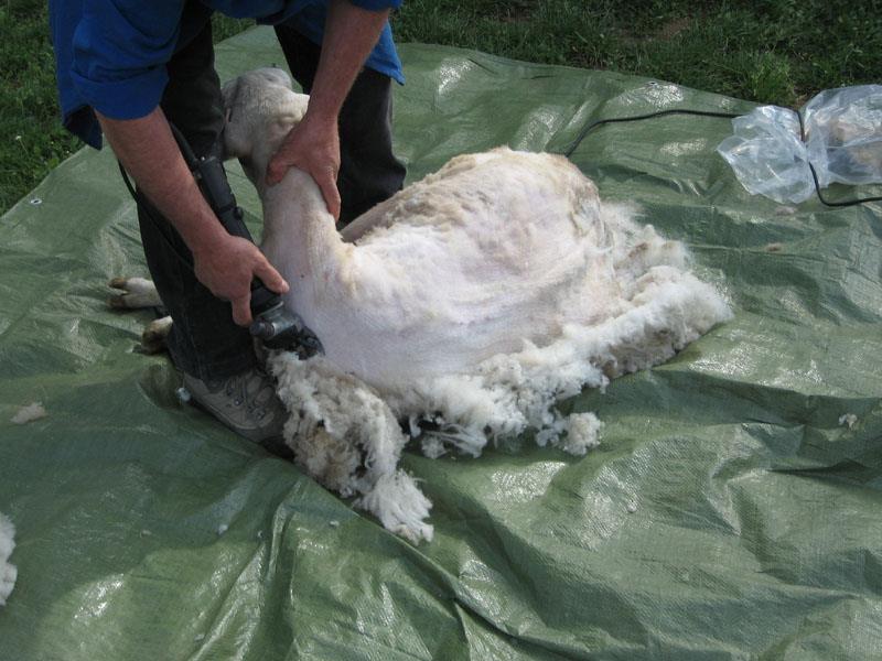 la lana La lana da risorsa preziosa dell economia tradizionale contadina è diventata un problema: Tosare le pecore è indispensabile per la loro salute.
