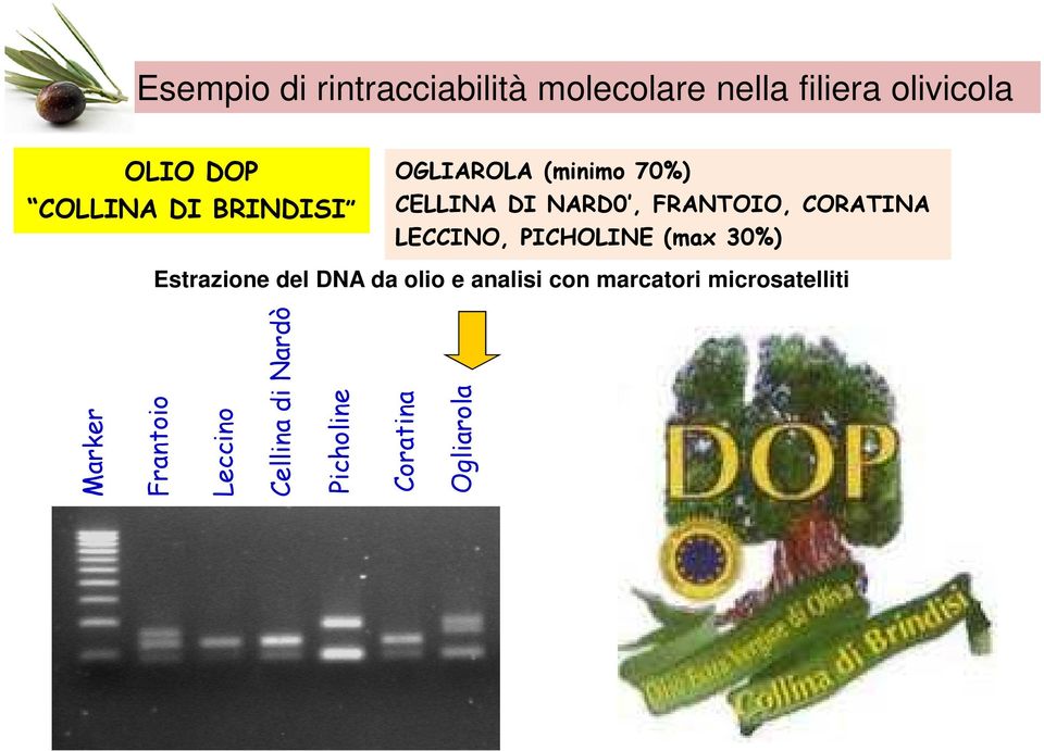 CORATINA LECCINO, PICHOLINE (max 30%) Estrazione del DNA da olio e analisi con