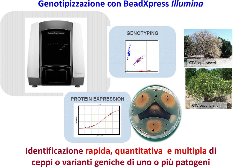 Identificazione rapida, quantitativa e