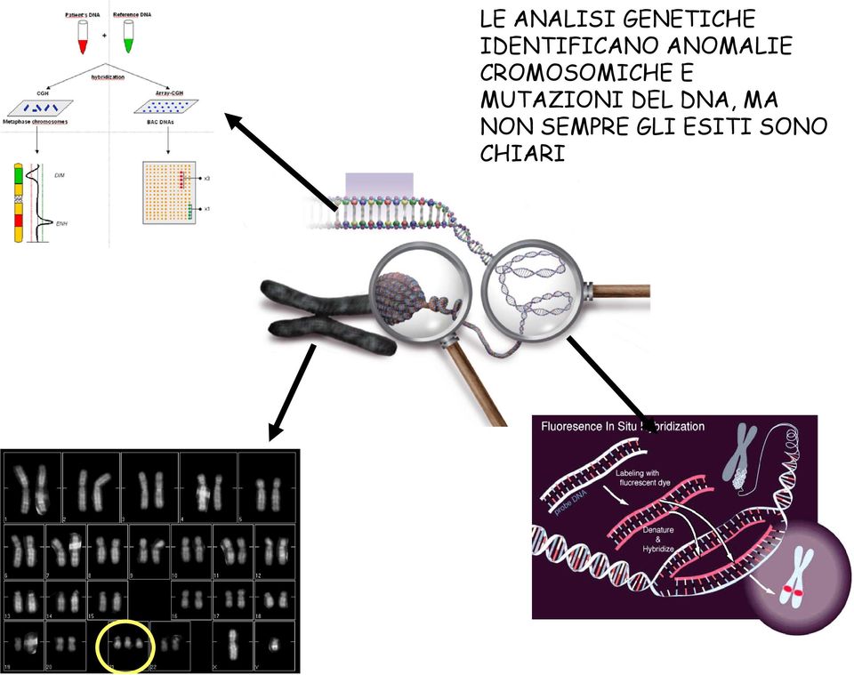 CROMOSOMICHE E MUTAZIONI