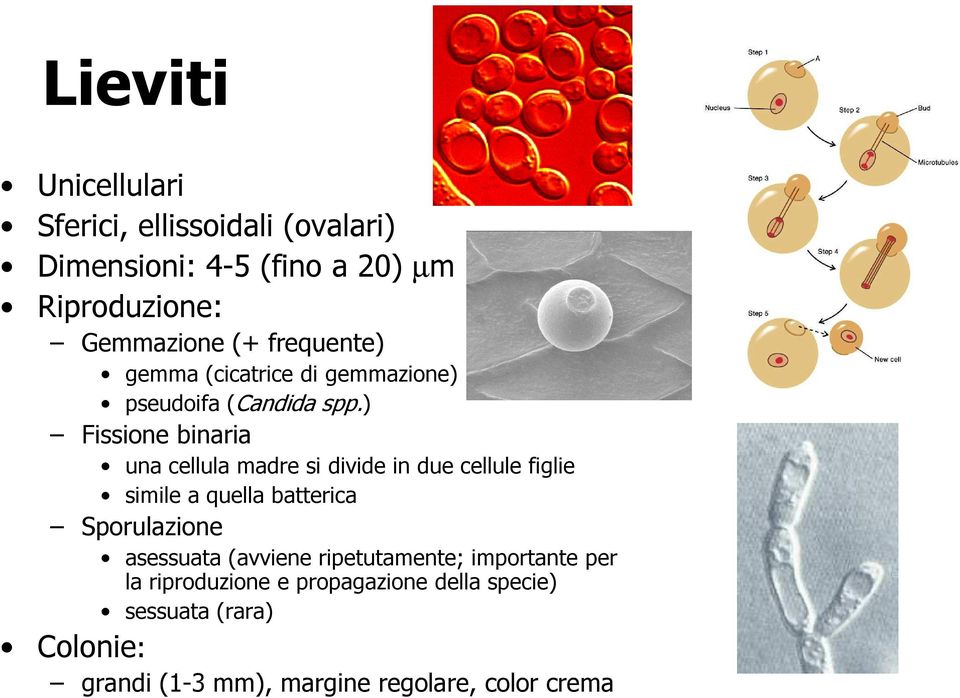 ) Fissione binaria una cellula madre si divide in due cellule figlie simile a quella batterica Sporulazione