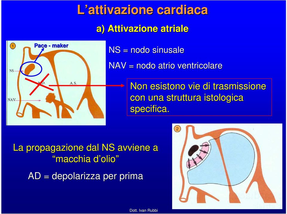 trasmissione con una struttura istologica specifica.